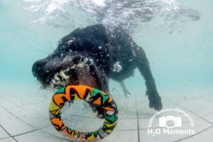 Beim Hundeschwimmen wurden die Vierbeiner professionell abgelichtet!